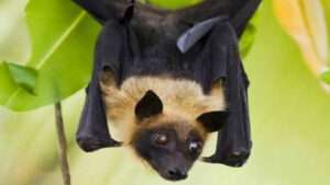 nipah a substantial analysis (aspects of mass sufferings and toxaemia)